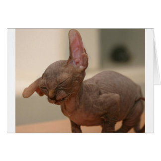 Funny sneezing sphynx kitten