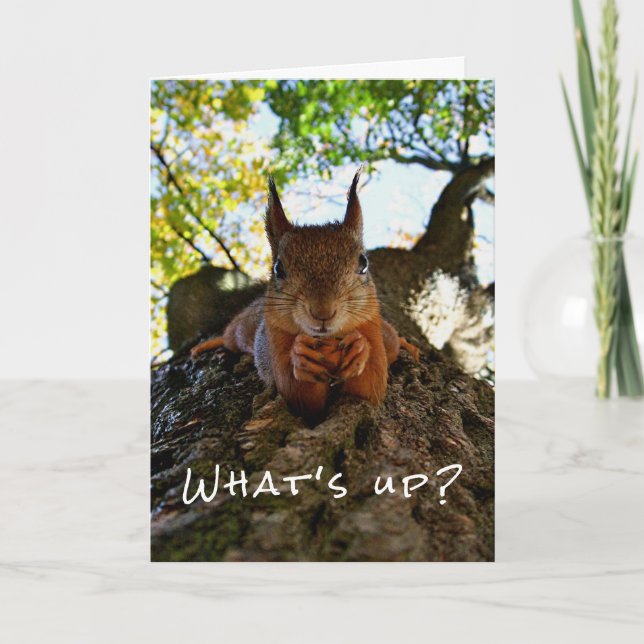 Funny Squirrel Cute Animals Hello There from Hi Card (Front)