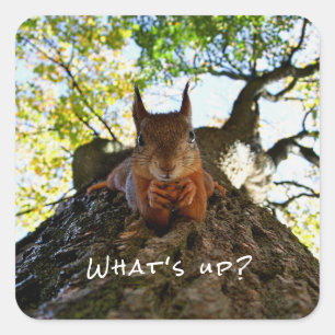 Funny Squirrel Cute Animals Hello There From Hi Square Sticker