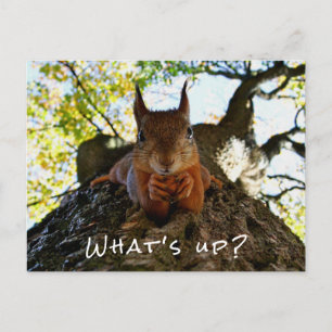 Funny Squirrel  Cute Animals Hello There What's Up Holiday Postcard