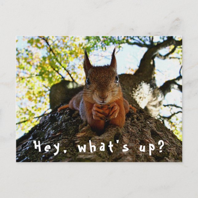 Funny Squirrel Cute What's Up Hello From Hi Animal Postcard (Front)