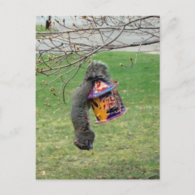 Funny Squirrel Postcard (Front)