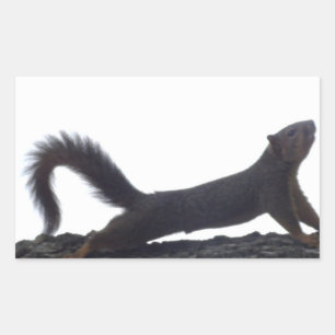 Funny Squirrel Stickers