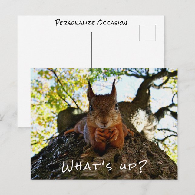 Funny Squirrel What's Up Cute Animal Hello i Holiday Postcard (Front/Back)