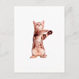 Funny standing playful kitten postcard
