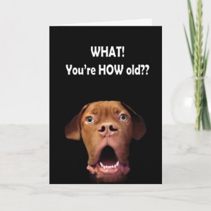 funny surprised dog card french mastiff