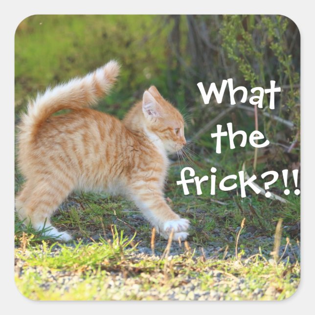 Funny Surprised Ginger Kitten. What the frick? Square Sticker (Front)