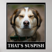 Funny Suspish Dog Meme
