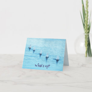 Funny Swans Diving What's Up All Occasion Blank Holiday Card