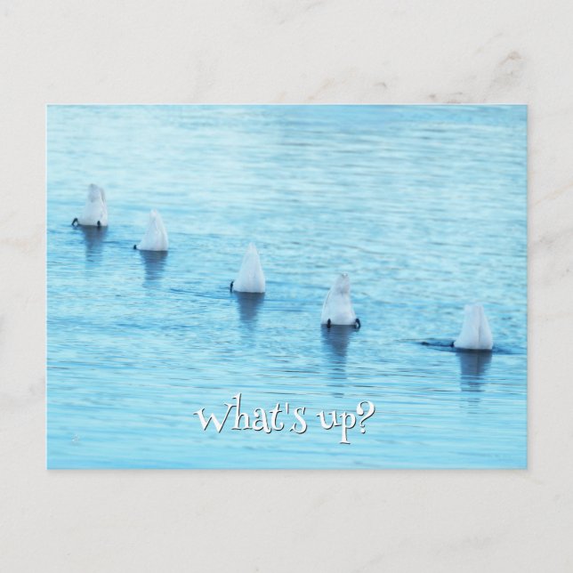 Funny Swans What's Up All Occasion Blank Postcard (Front)