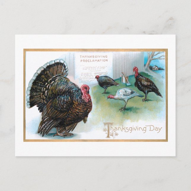 Funny Thanksgiving Turkeys Reading Proclamation Postcard (Front)