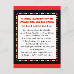 Funny Things I Learned From Cavalier King Charles Postcard