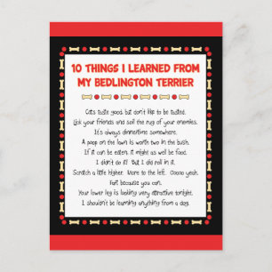 Funny Things I Learned From My Bedlington Terrier Postcard