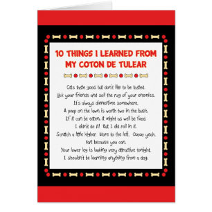 Funny Things I Learned From My Coton de Tulear