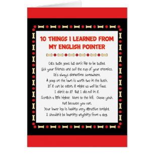 Funny Things I Learned From My English Pointer