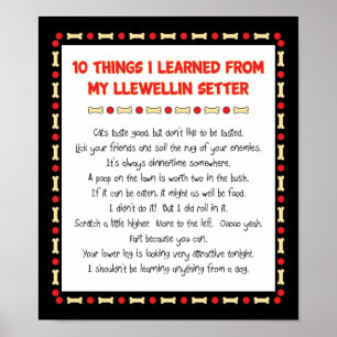 Funny Things I Learned From My Llewellin Setter Poster