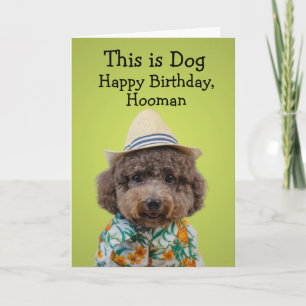 Funny toy poodle birthday card