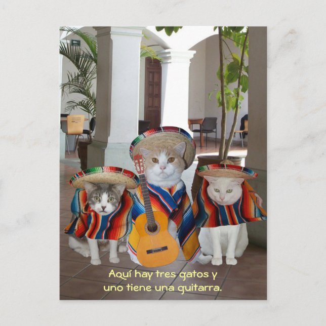 Funny Tres Gatos Spanish Teaching Aid Postcard (Front)
