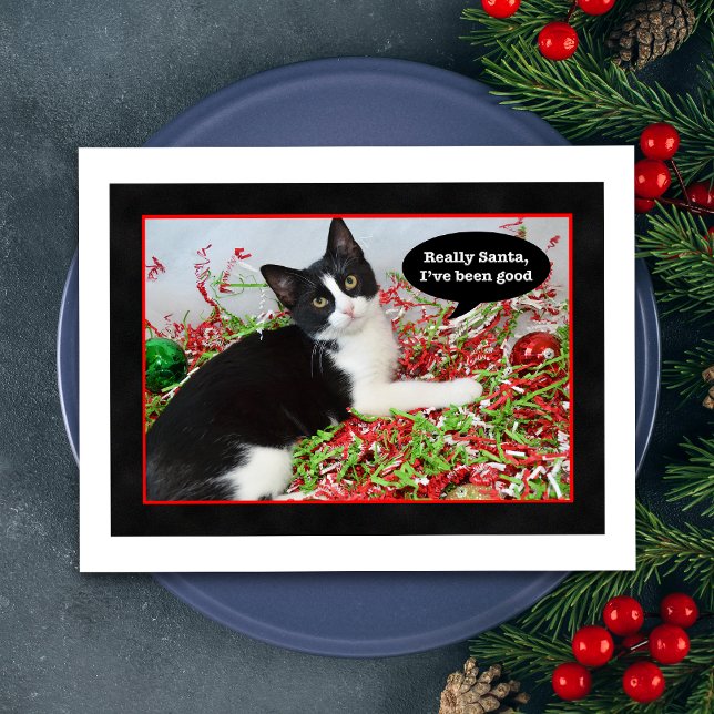 Funny Tuxedo Cat Christmas Postcard (Creator Uploaded)