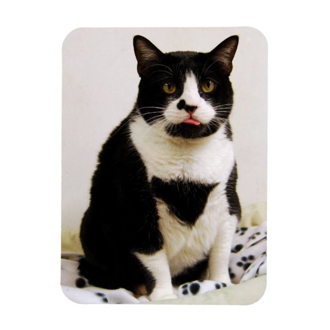 Funny Tuxedo Cat Magnet (Vertical)