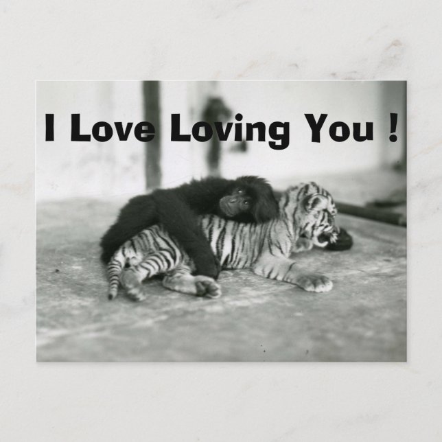 Funny Valentines Day Monkey and Tiger Holiday Postcard (Front)