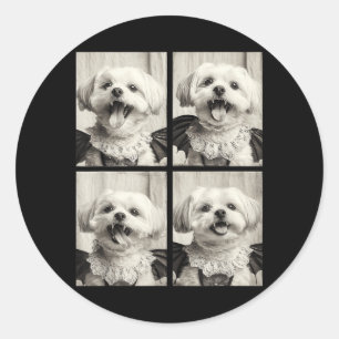 Funny Vampire Maltese Y Cute Dog Halloween Costume Classic Round Sticker