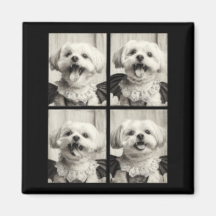 Funny Vampire Maltese Y Cute Dog Halloween Costume Magnet