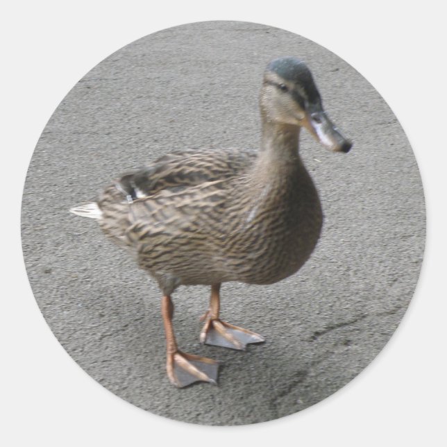 Funny Waddling Duck Stickers (Front)