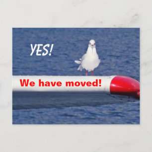 Funny We Have Moved Bird Animal Postcard