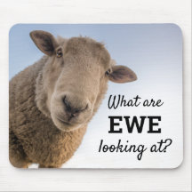 Funny What Are Ewe Looking At Sheep Humour