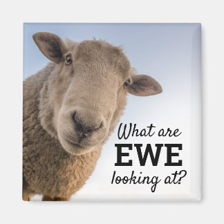 Funny What Are Ewe Looking At Sheep Magnet