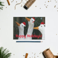 Funny White Ducks Wearing Red Santa Caps