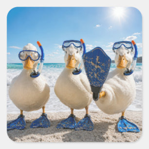 Funny White Ducks with Snorkelling Gear Square Sticker