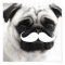 Funny White Moustache Pug Poster