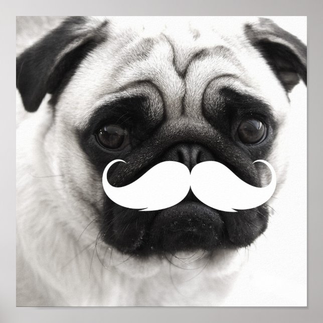 Funny White Moustache Pug Poster (Front)