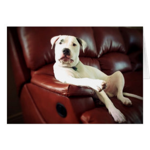 funny white pit bull dog on the couch