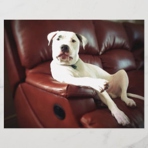 funny white pit bull dog on the couch
