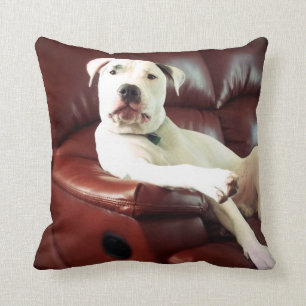 funny white pit bull dog on the couch cushion