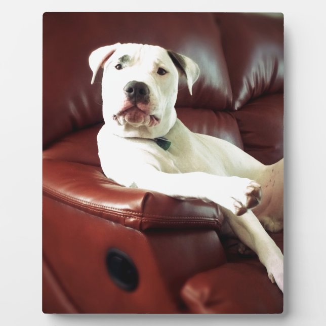 funny white pit bull dog on the couch plaque (Front)