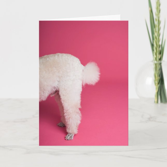 Funny White Poodle Birthday Card (Front)
