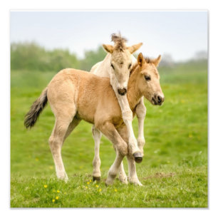 Funny Wild Konik Horses Foals Playing Together - Photo Print