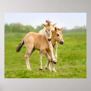 Funny Wild Konik Horses Foals Playing Together - Poster