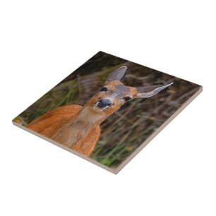 Funny Young Blacktail Deer Smiles at Photographer Ceramic Tile