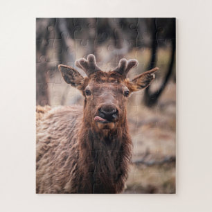 Funny Young Bull Elk Wild Animal Jigsaw Puzzle