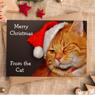 Funy Merry Christmas from the Cat Holiday Card