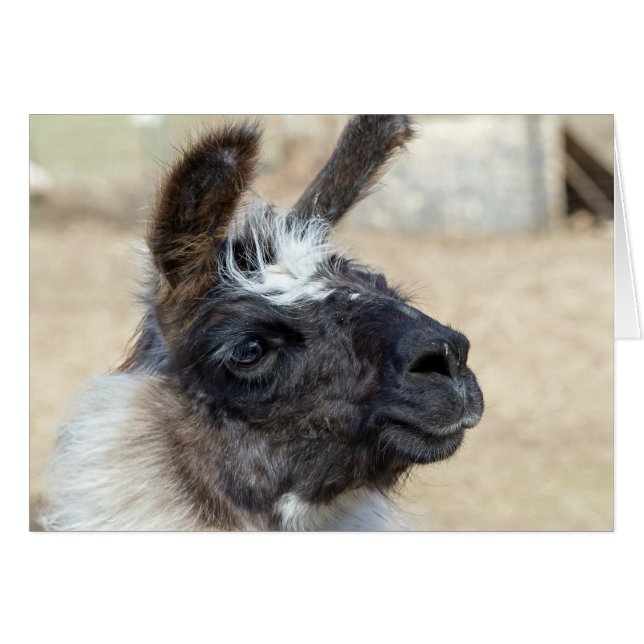 Fur Face (Front Horizontal)