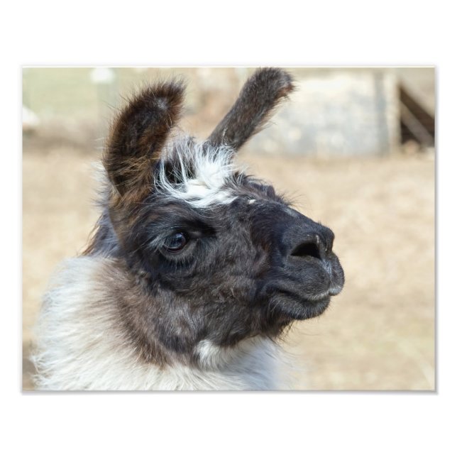 Fur Face Photo Print (Front)