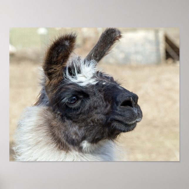 Fur Face Poster (Front)