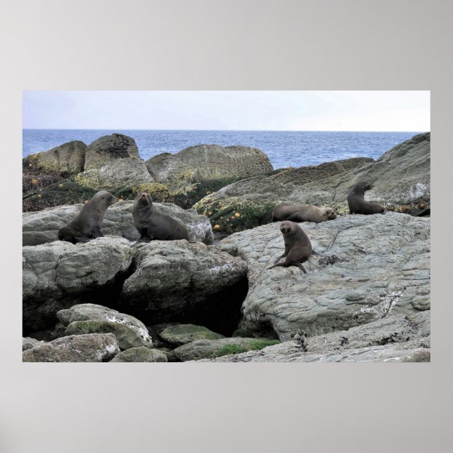 Fur Seal Gang Poster (Front)