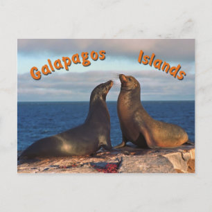 Fur seals postcard